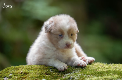 Les chiots de Berger Australien