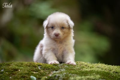 Les chiots de Berger Australien