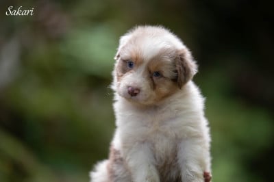 Les chiots de Berger Australien