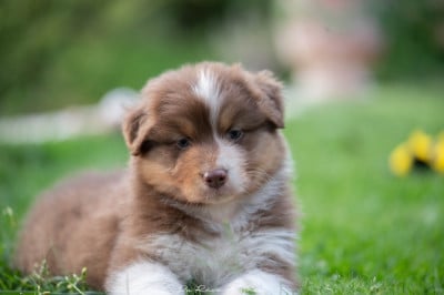 Les chiots de Berger Australien