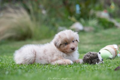 Les chiots de Berger Australien
