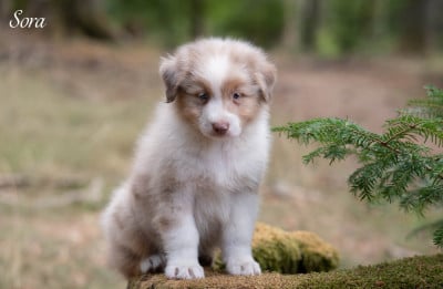 Les chiots de Berger Australien