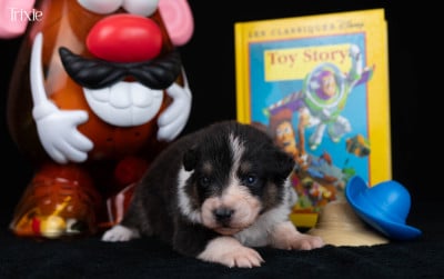 Trixie - Berger Australien