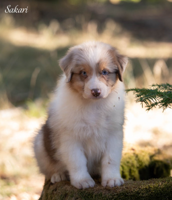 Les chiots de Berger Australien