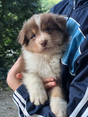 Les chiots de Berger Australien