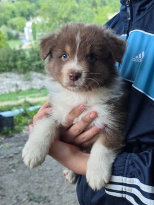 Les chiots de Berger Australien