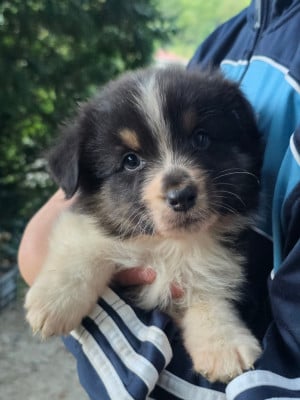 Les chiots de Berger Australien