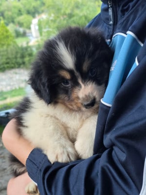 Les chiots de Berger Australien