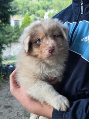 Les chiots de Berger Australien