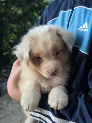 Les chiots de Berger Australien