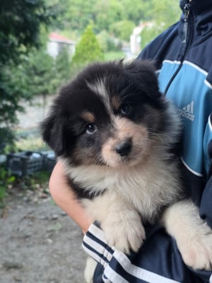 Les chiots de Berger Australien