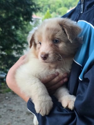 Les chiots de Berger Australien