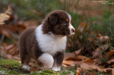 Les chiots de Berger Australien