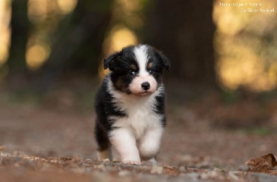 Les chiots de Berger Australien