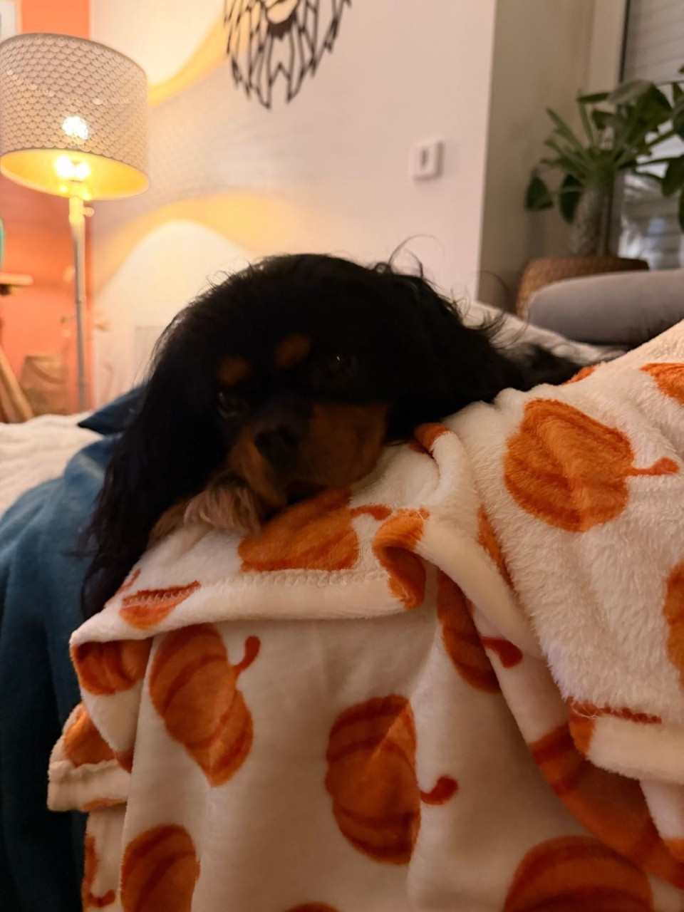 Re'noir du royaume des cavaliers valaisans