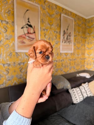 Les chiots de Cavalier King Charles Spaniel
