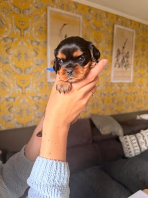 Les chiots de Cavalier King Charles Spaniel