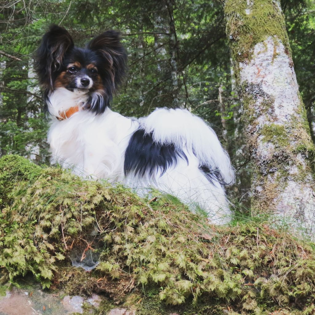 Publication : au Royaume D'ultra Auteur : Moi