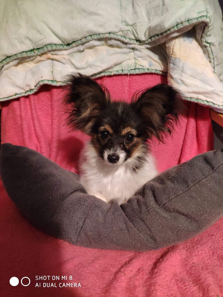 Publication : au Royaume D'ultra Auteur : Moi