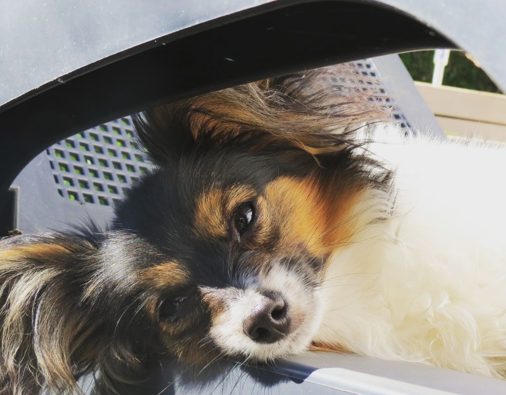 Publication : au Royaume D'ultra Auteur : Moi