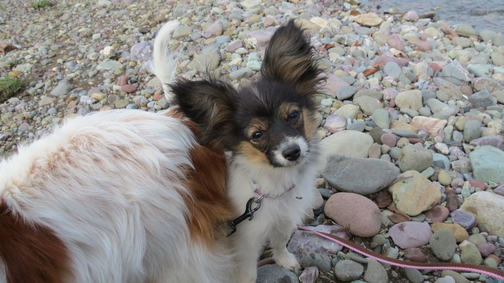 Publication : au Royaume D'ultra Auteur : Moi