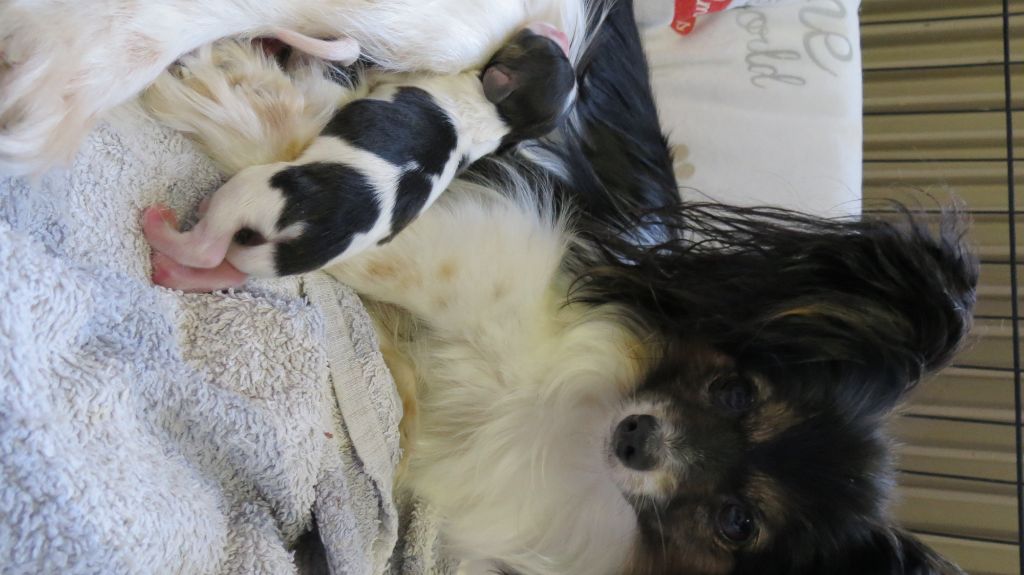 Publication : au Royaume D'ultra Auteur : Moi