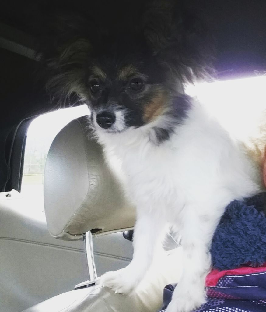 Publication : au Royaume D'ultra Auteur : Moi