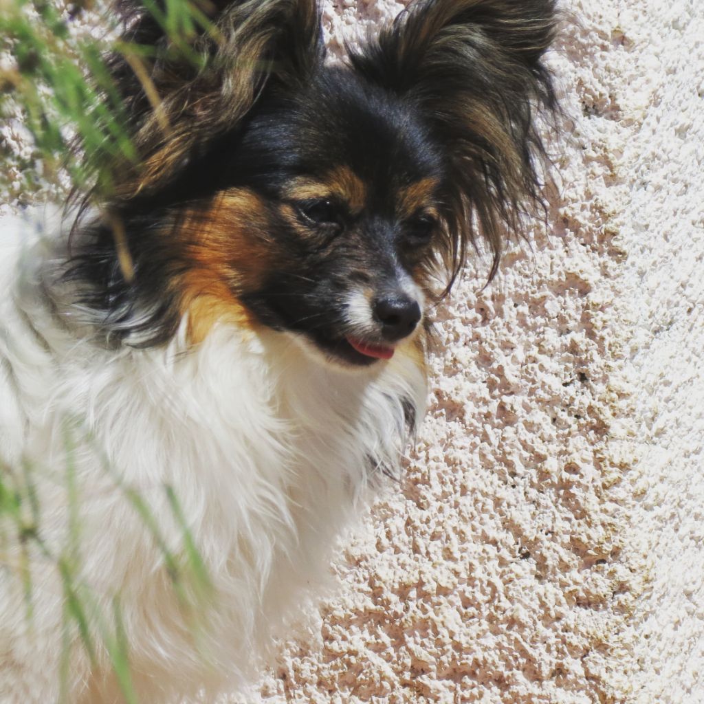 Publication : au Royaume D'ultra Auteur : Moi