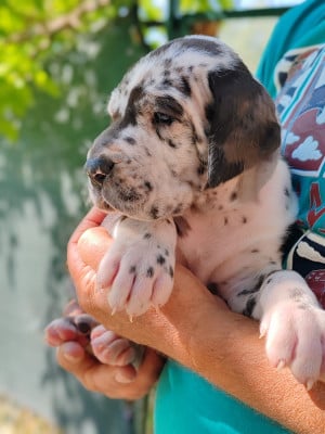 Les chiots de Dogue allemand