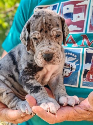 Les chiots de Dogue allemand