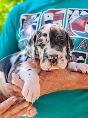 Les chiots de Dogue allemand