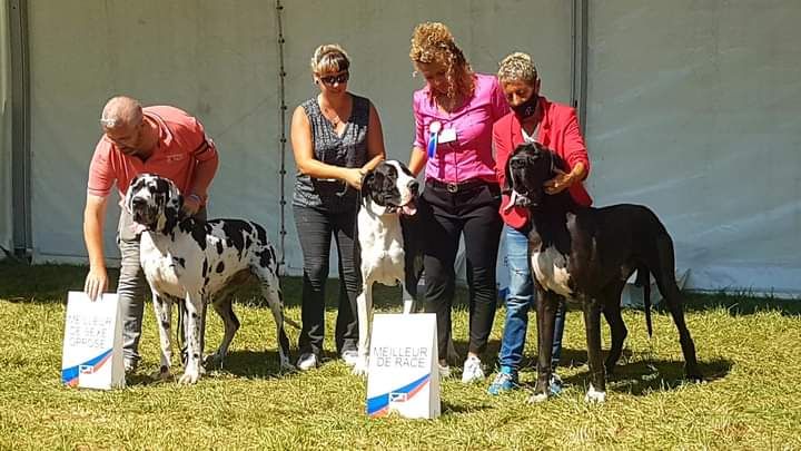 Rokko Du Domaine D'Orthos - 1er excellent et meilleur jeune de la race