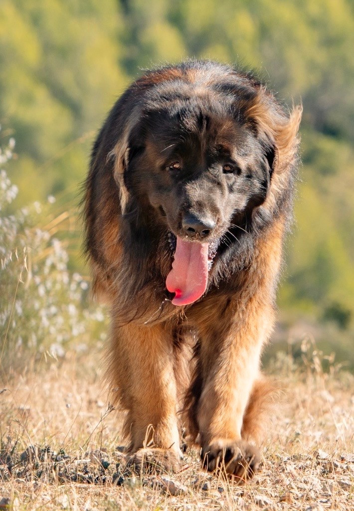 CH. Sherman-Darwin De Kerfenec