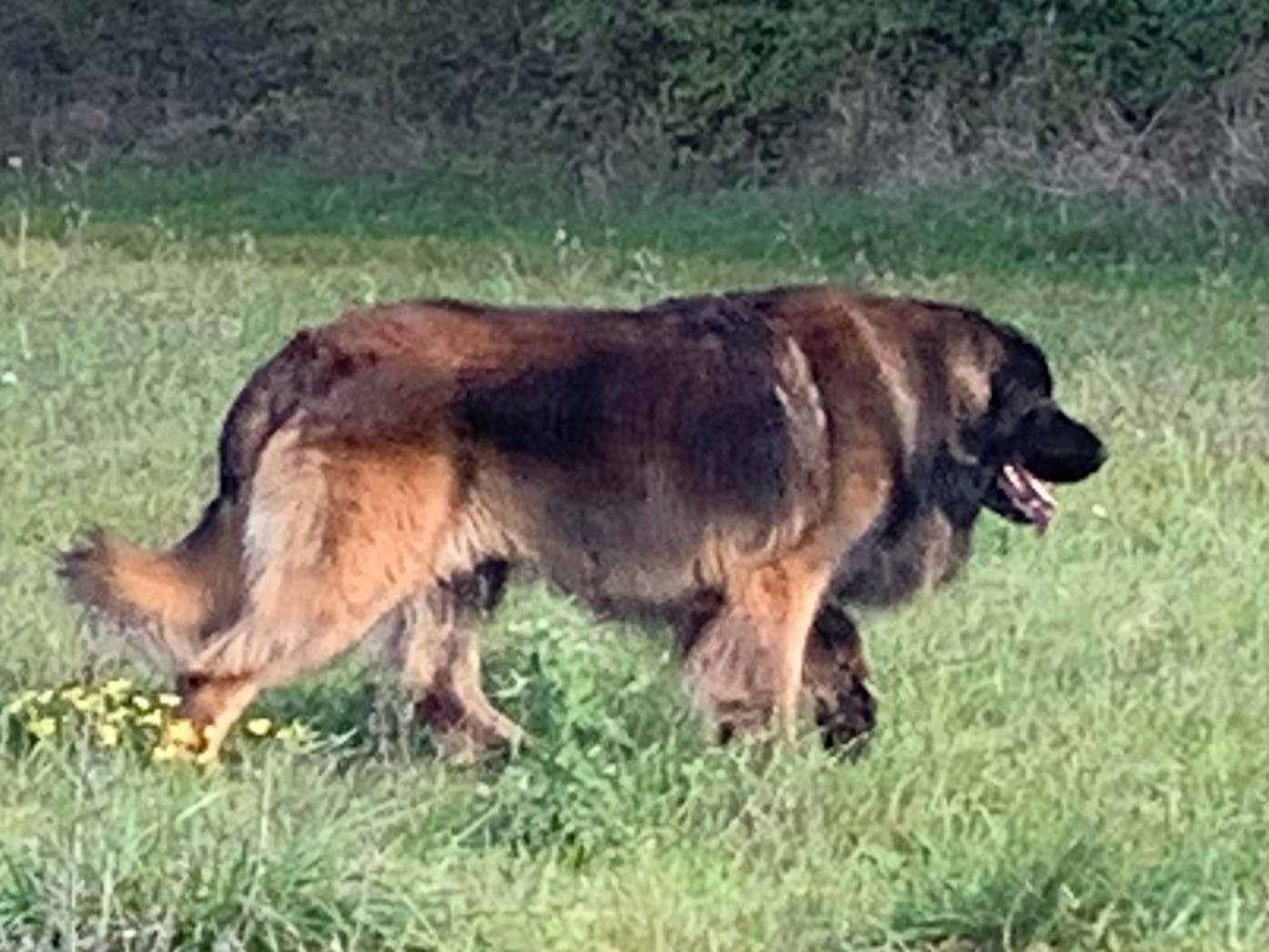 CH. Sherman-Darwin De Kerfenec