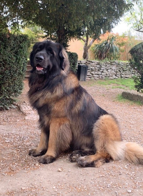 CH. Sherman-Darwin De Kerfenec