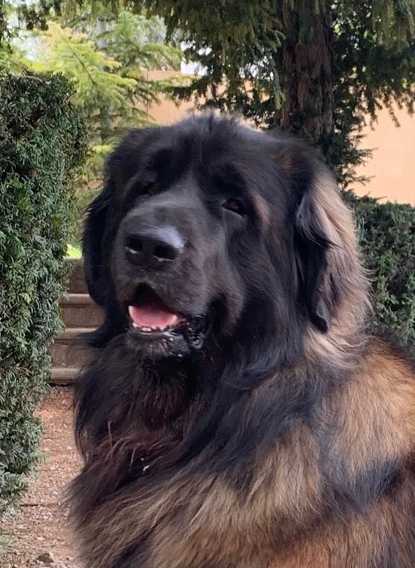 CH. Sherman-Darwin De Kerfenec