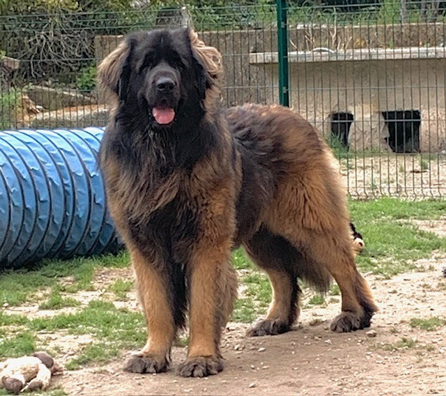 CH. Sherman-Darwin De Kerfenec