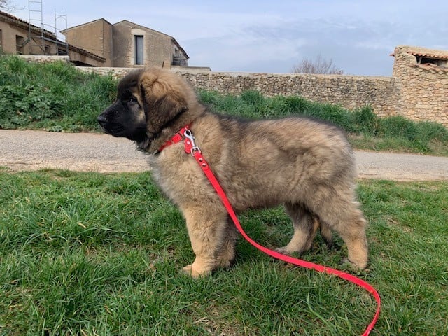 Alys Shou Du Domaine Tout Y Croît