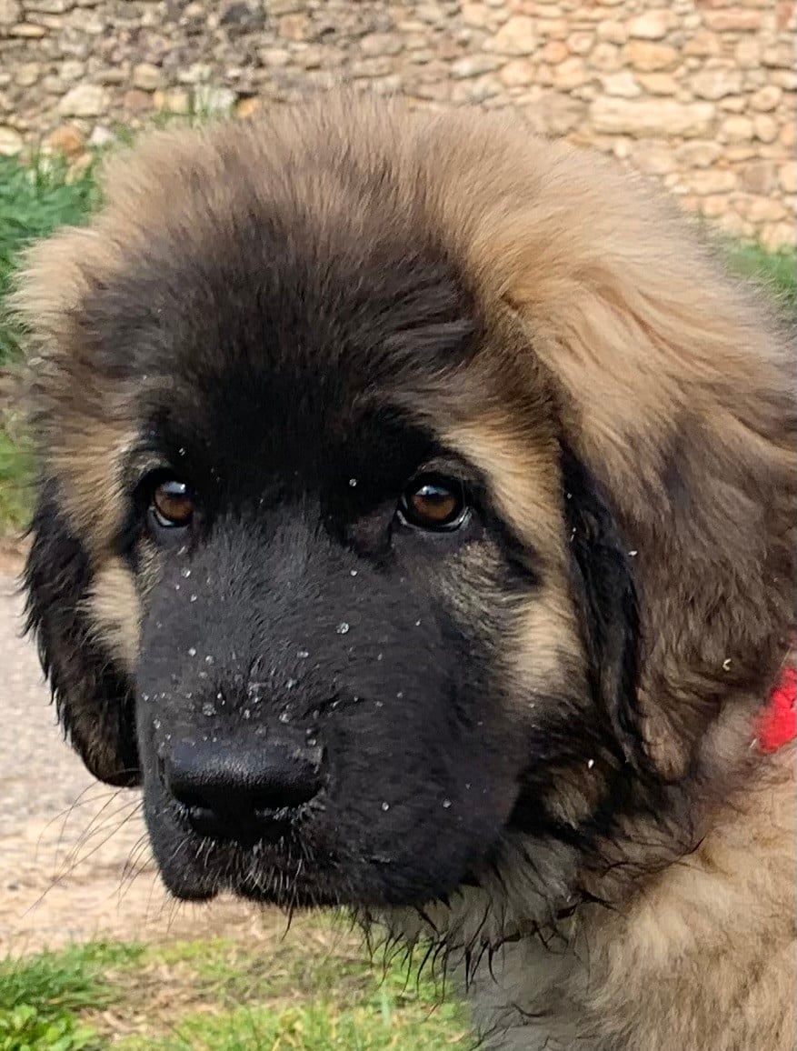 Alys Shou Du Domaine Tout Y Croît