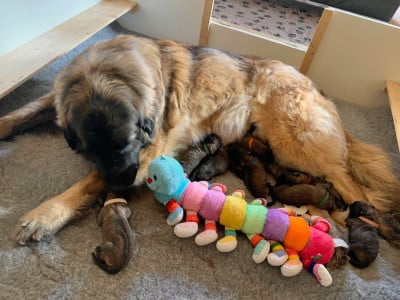 Collier VIOLET - Leonberger