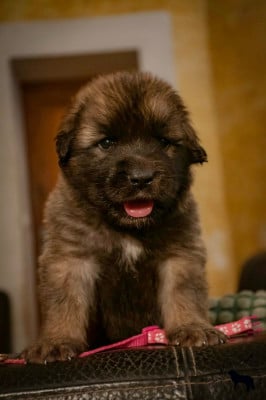 Les chiots de Leonberger