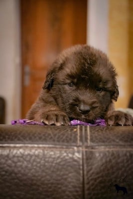 Les chiots de Leonberger