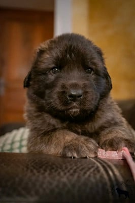 Les chiots de Leonberger
