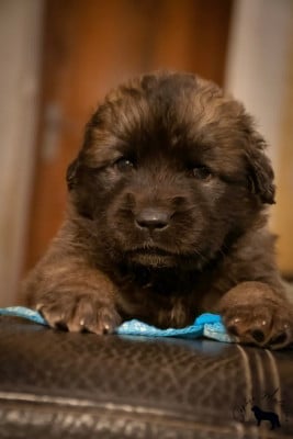 Les chiots de Leonberger