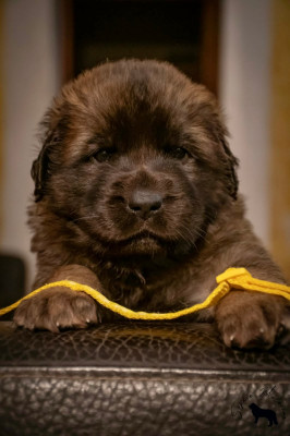 Les chiots de Leonberger