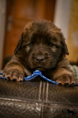 Les chiots de Leonberger