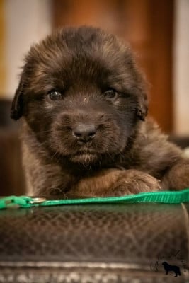 Les chiots de Leonberger