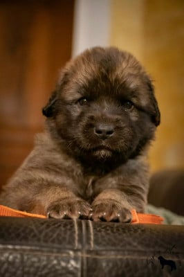 Les chiots de Leonberger
