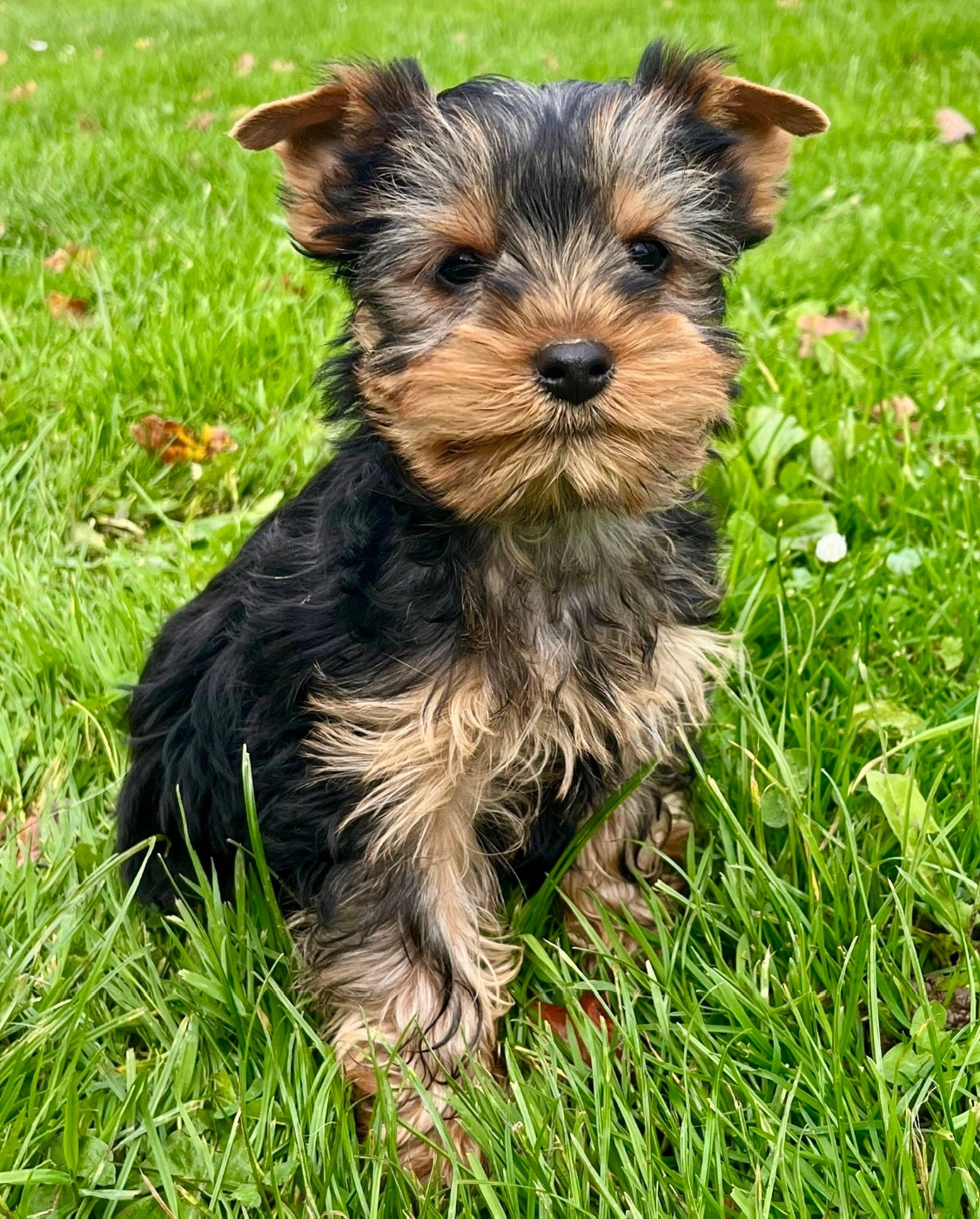 Yorkshire Terrier - Des Vents D'Océan