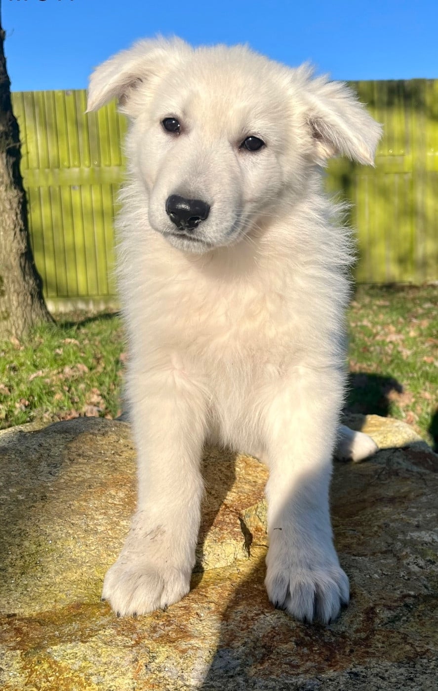 Berger Blanc Suisse - Des Vents D'Océan